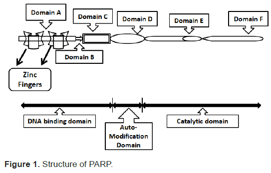 biology-todays-Structure