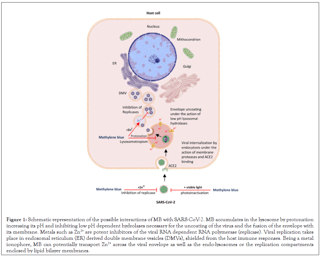 clinical-cellular-lysosome