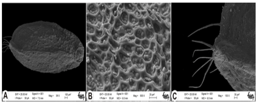 modern-phytomorphology-micrographs