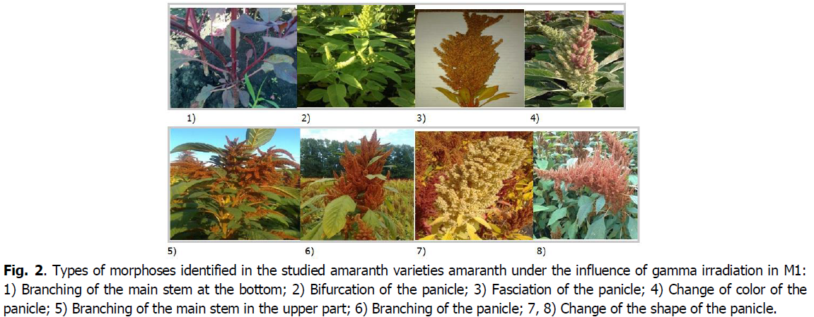 ukrainian-journal-ecology-amaranth-varieties