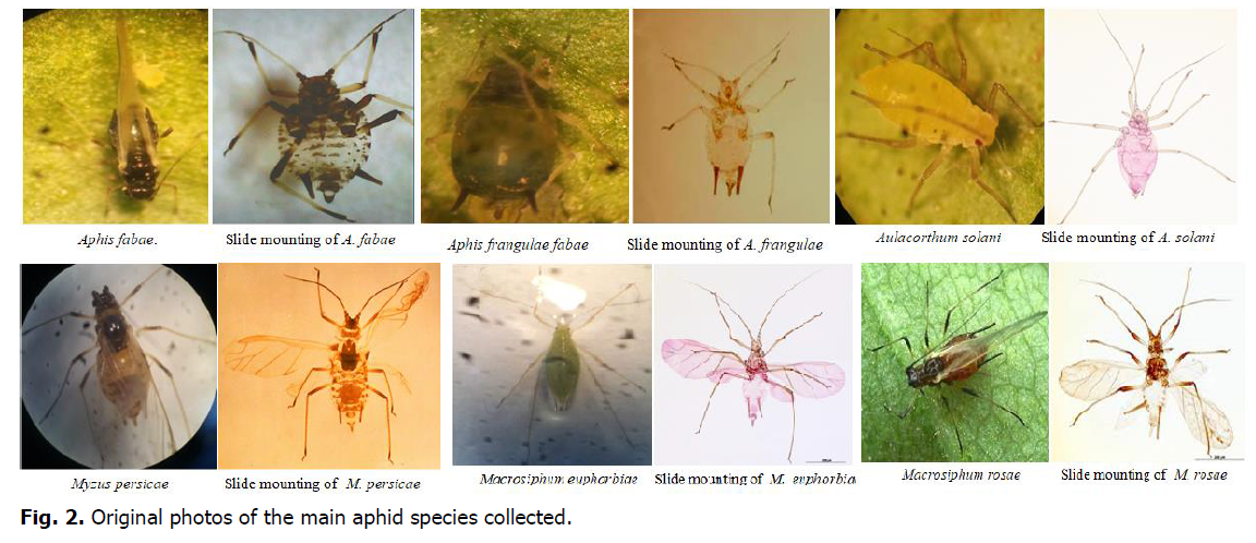 ukrainian-journal-ecology-aphid-species