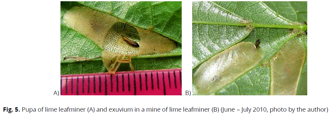 ukrainian-journal-ecology-lime-leafminer