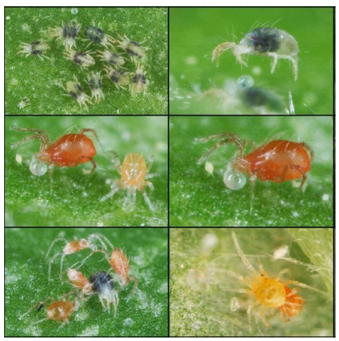 ukrainian-journal-ecology-spider