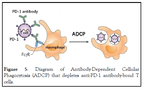 IMR-depletes