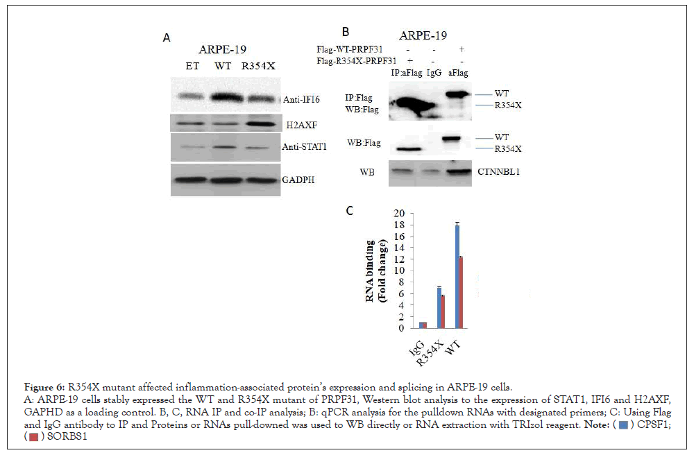 Immunotherapy-R354X