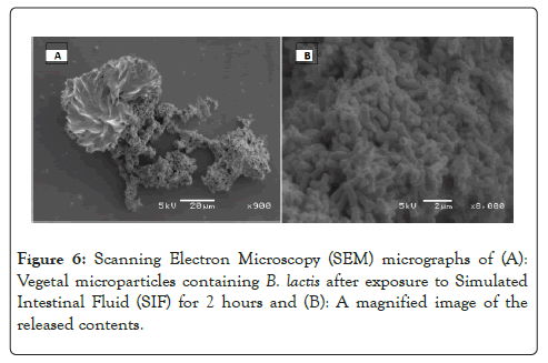 micrographs