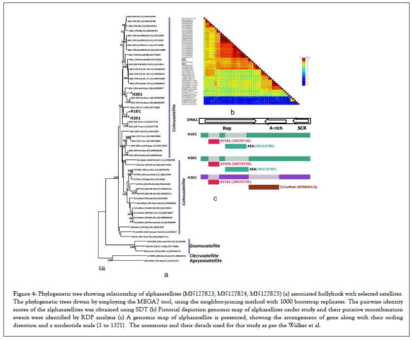 Phylogenetic