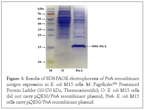 electrophoresis