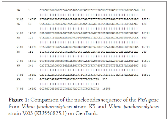 nucleotides