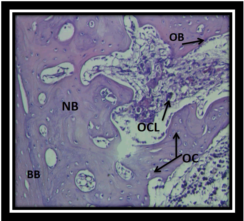 medical-dental-science