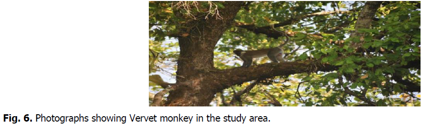 ukrainian-journal-ecology-monkey