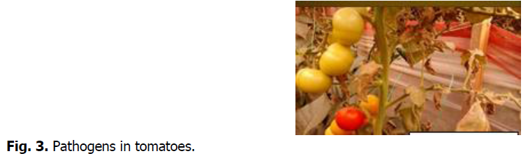 ukrainian-journal-ecology-tomatoes