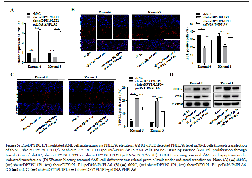 transfection