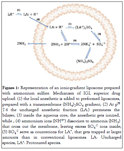 liposome