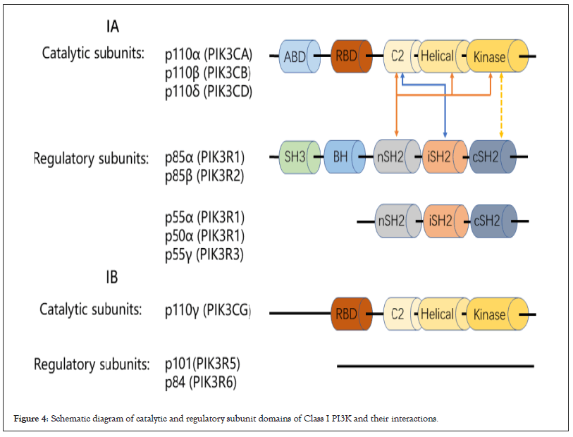 The Role of PI3K Isoforms in Ocular Angiogenesis