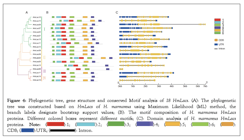 Phylogenetic