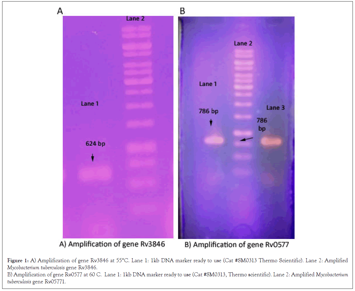 Surface-Functionalized Silica-Coated Calcium Phosphate Nanoparticles  Efficiently Deliver DNA-Based HIV-1 Trimeric Envelope Vaccines against  HIV-1