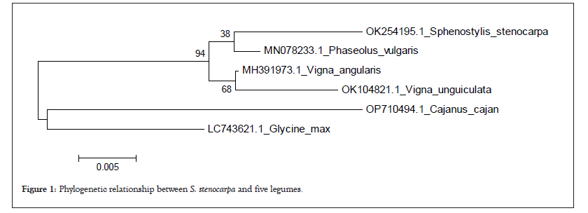 Phylogenetic