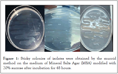 applied-microbiology-colonies