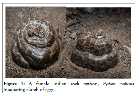 entomology-ornithology-python