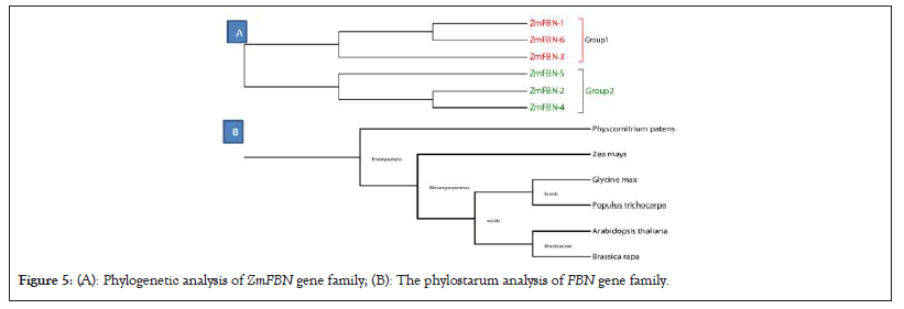 Phylogenetic