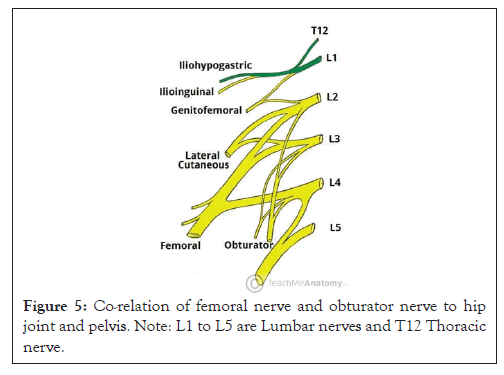 femoral