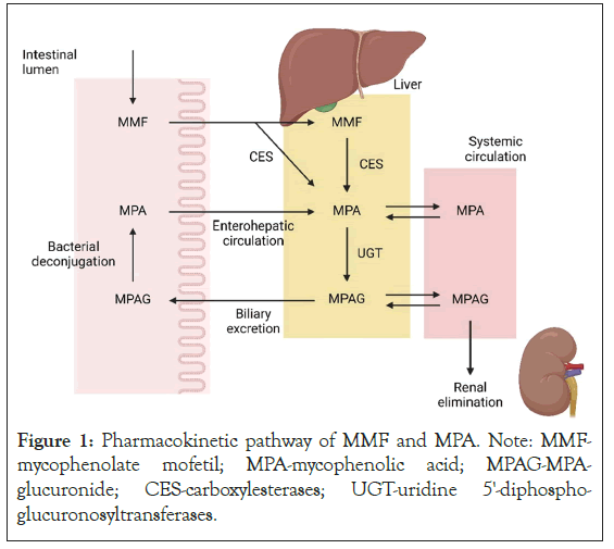 Clinical-Trials-Pharmacokinetic