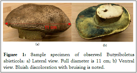 Genomics-Biology-Butyriboletus