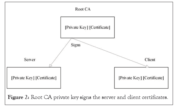 Root