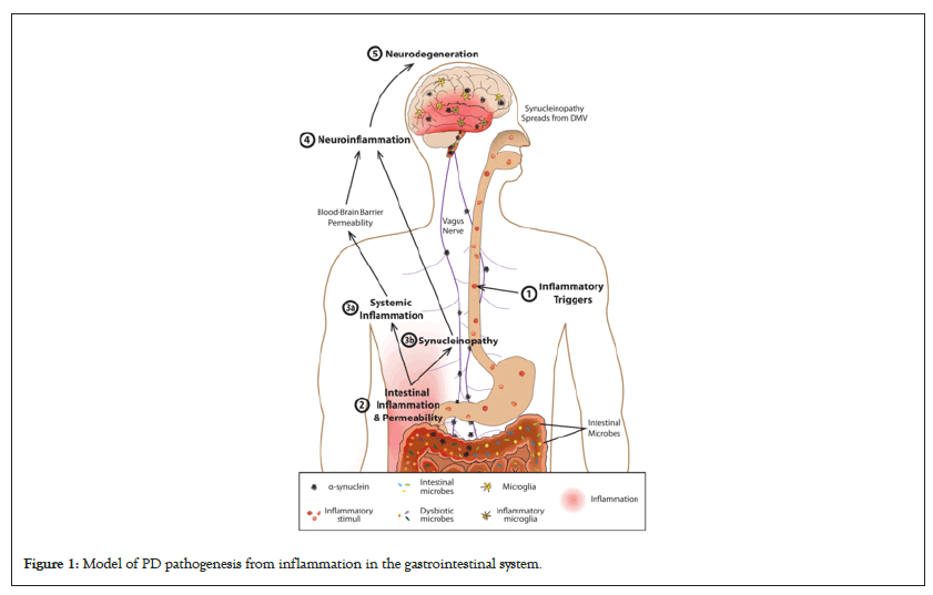 inflammation