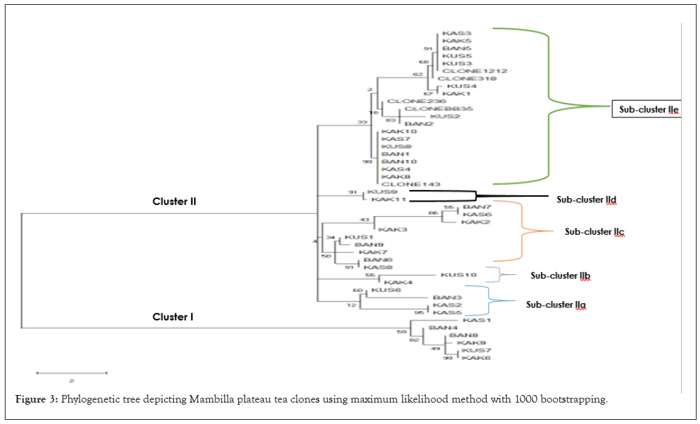 Phylogenetic