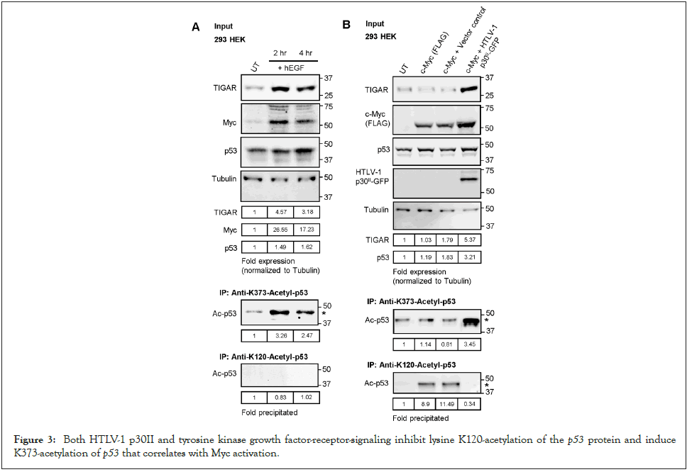 antivirals-antiretrovirals-inhibit