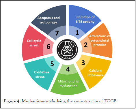 neurotoxicity