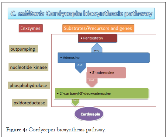 fungal-genomics-biosynthesis