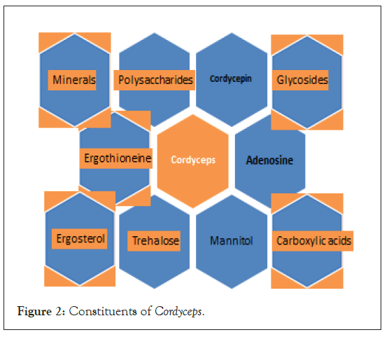 fungal-genomics-constituents