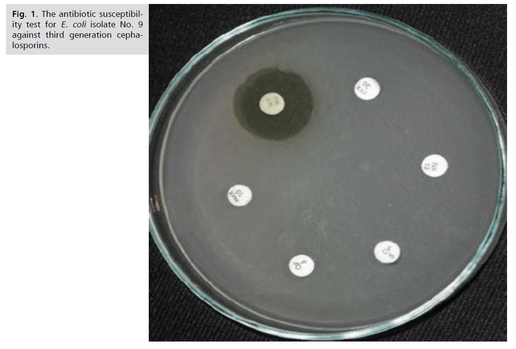 ginekologia-antibiotic-susceptibility