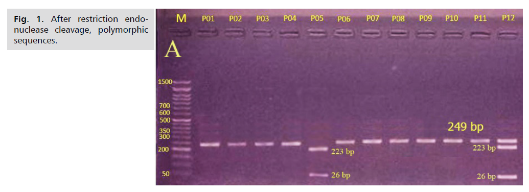 ginekologia-polymorphic-sequences