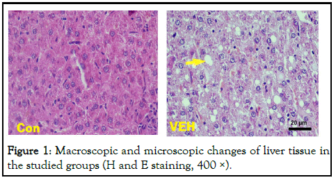 jpr-Macroscopic