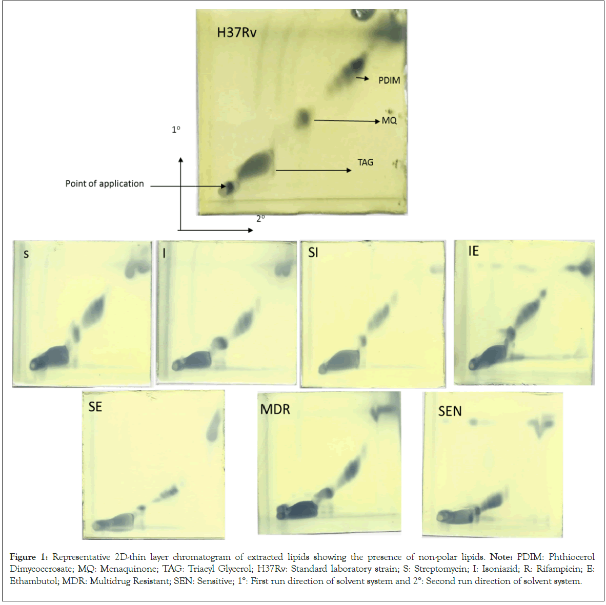 chromatogram