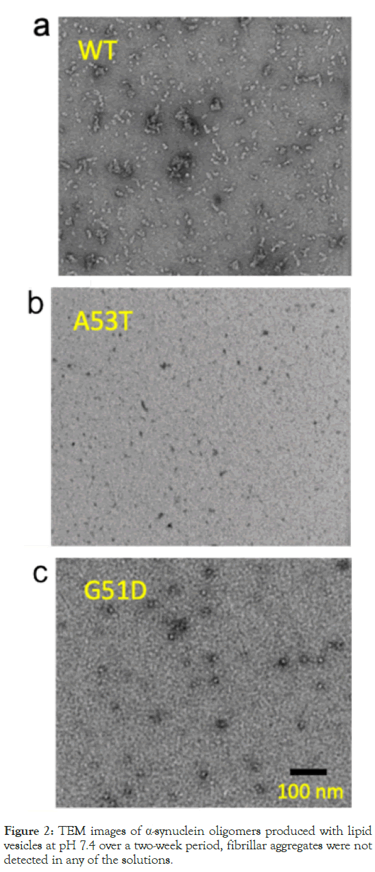 oligomers