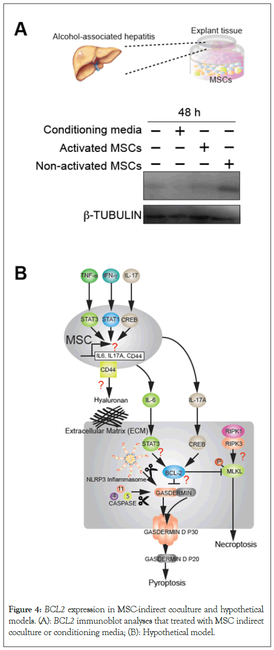 physical-medicine-immunoblot-analyses