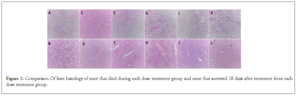 physical-medicine-liver-histology