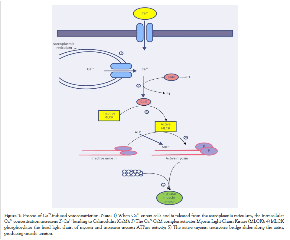 physical-medicine-rehabilitation-myosin