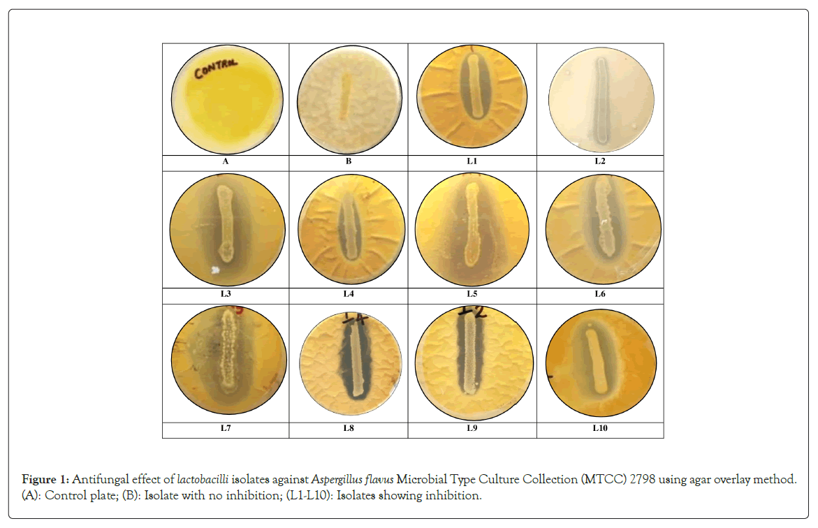 probiotics-antifungal-effect