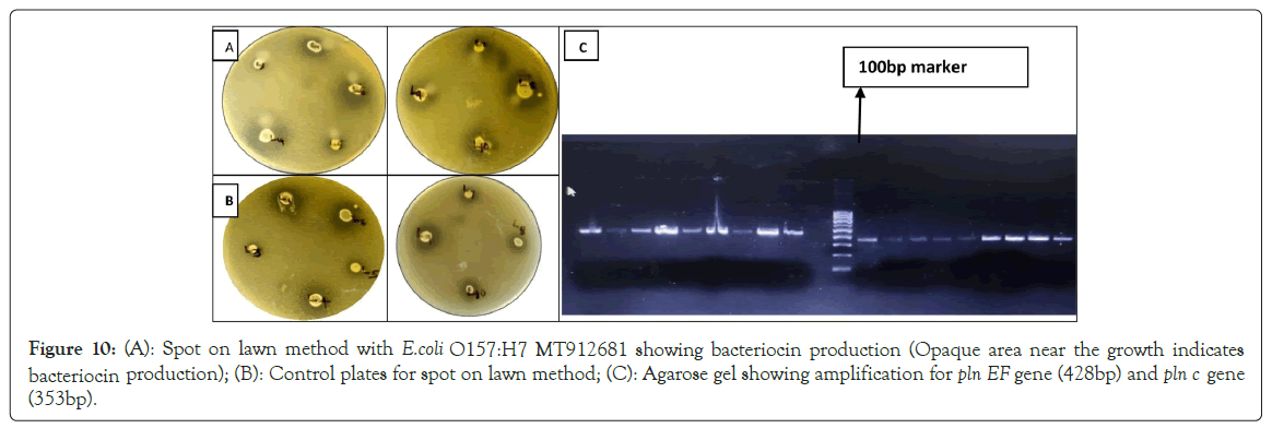 probiotics-bacteriocin