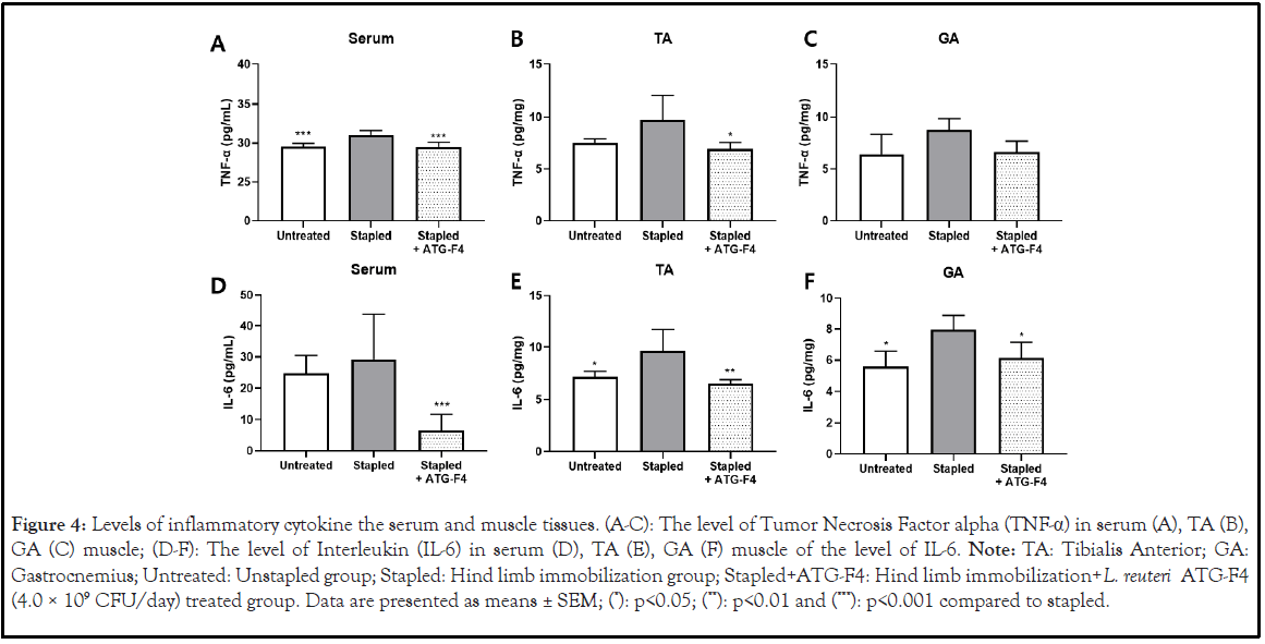 probiotics-muscle-tissues