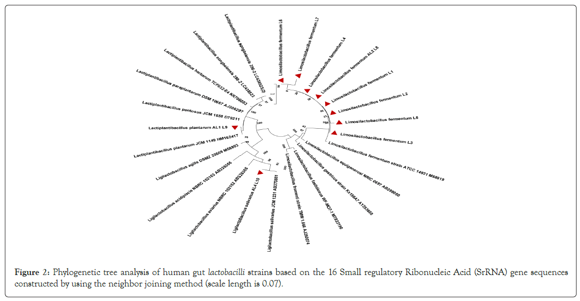 probiotics-phylogenetic-tree