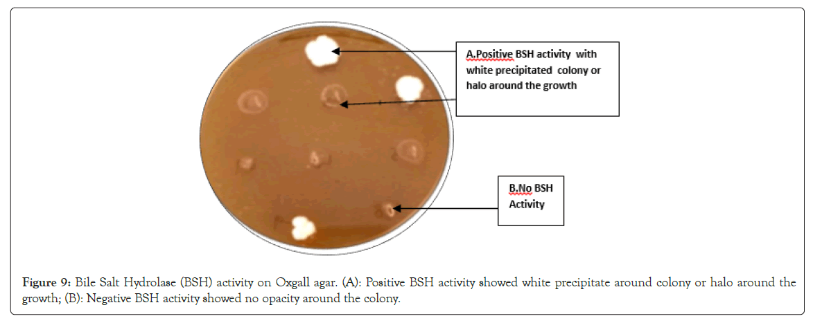 probiotics-salt-hydrolase