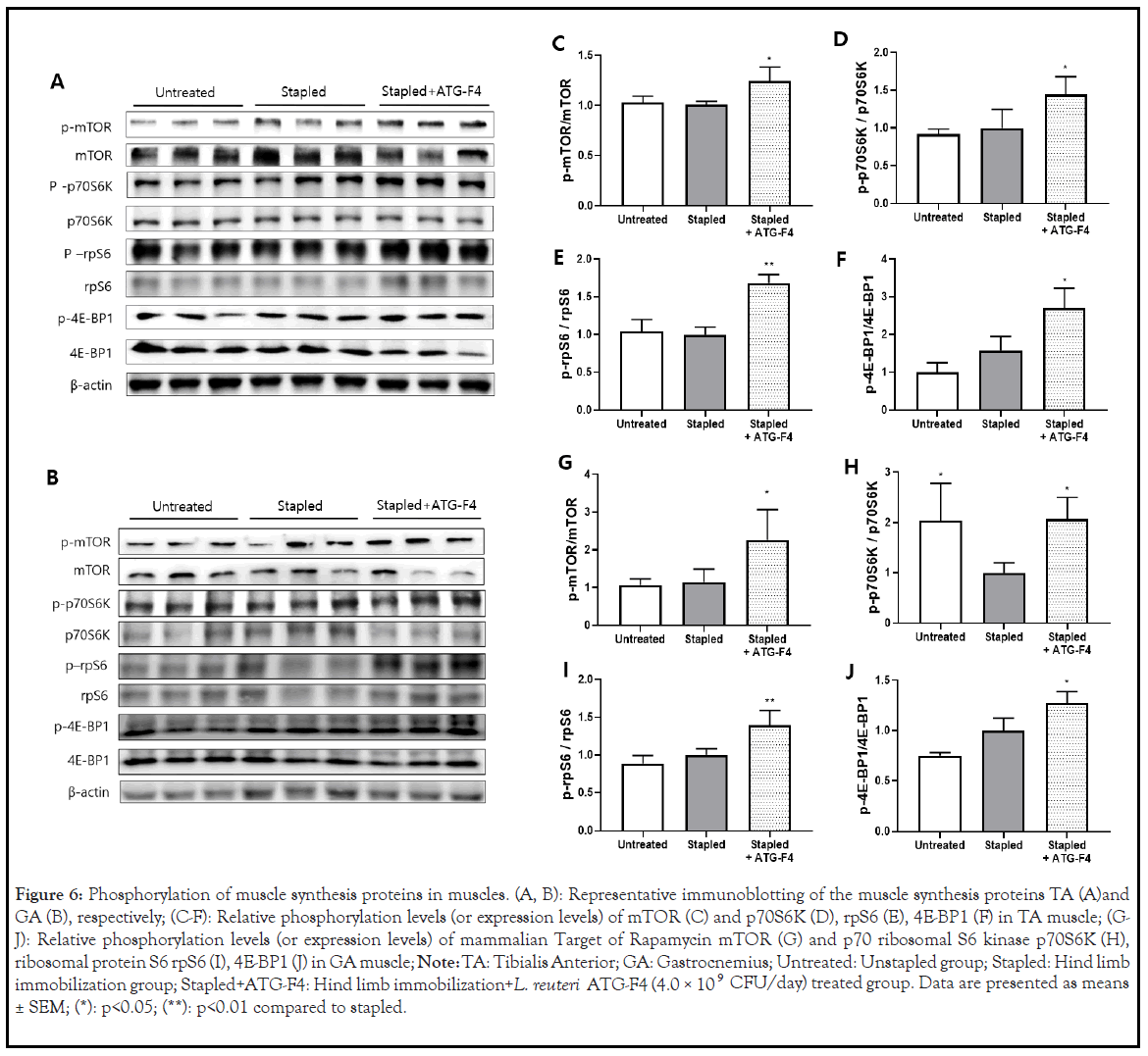 probiotics-synthesis-proteins