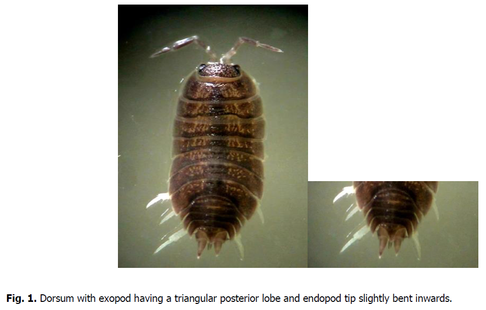 ukrainian-journal-ecology-posterior-lobe